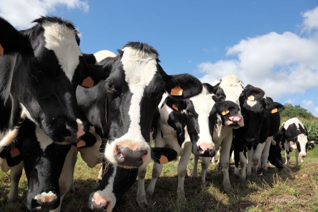 В Тверской области выделят почти 80 млн на содержание племенного скота